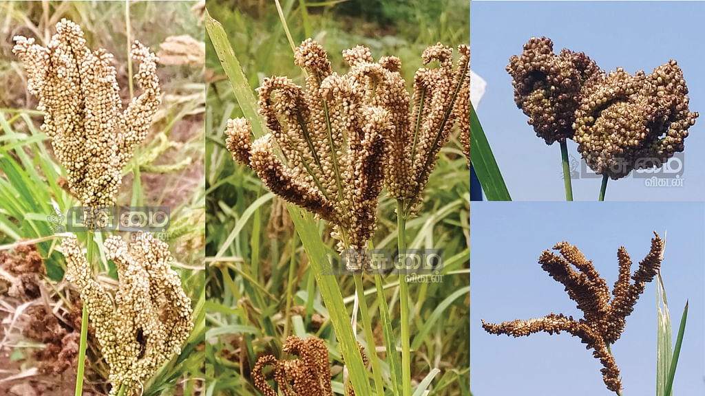 கேழ்வரகு ரகங்கள்