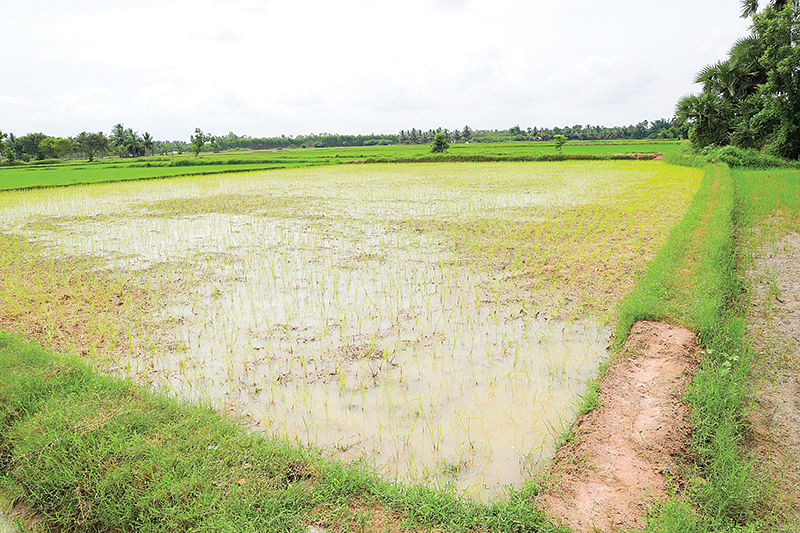 பாரம்பர்ய நெல் சாகுபடி வயல்