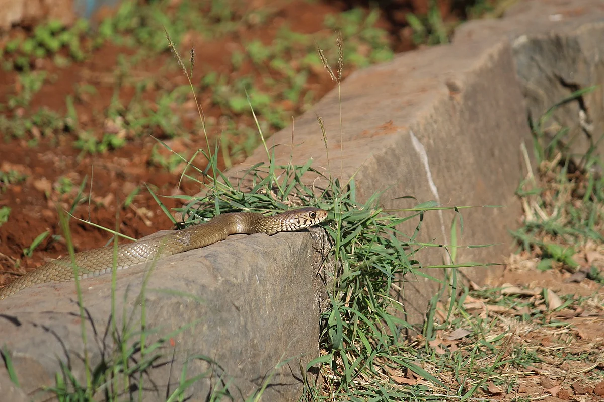 Snake