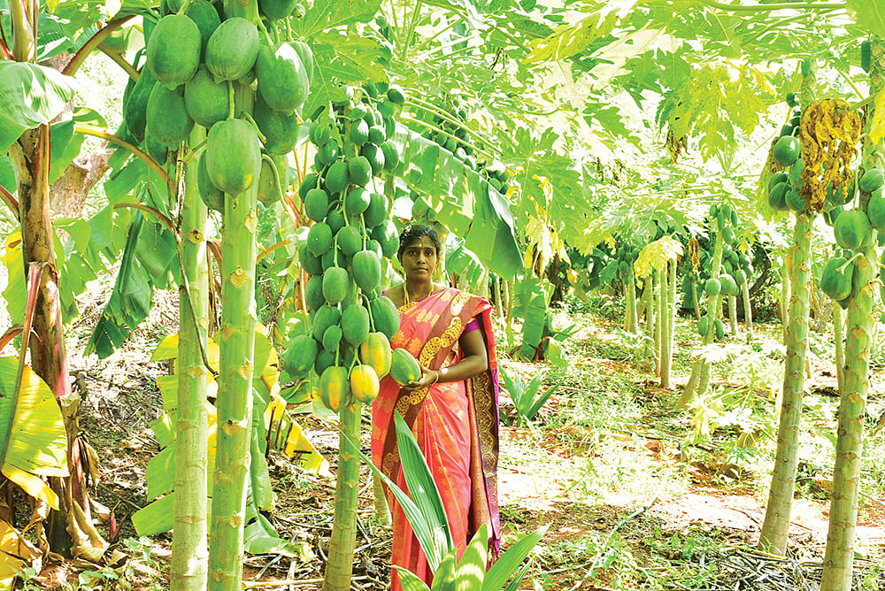 பப்பாளியுடன் பால்தங்கம்