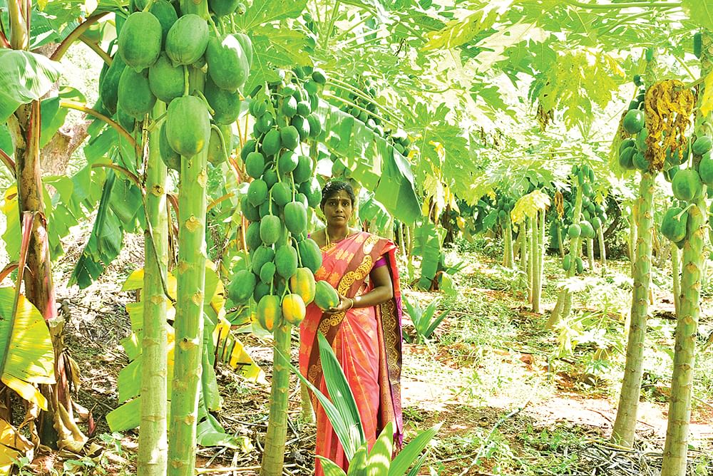 பப்பாளியுடன் பால்தங்கம்