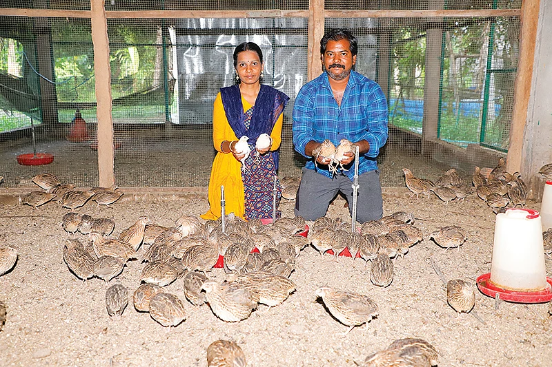 காடைகளுடன் பிலிப்ஸ்-ஜெனிட்டா தம்பதி