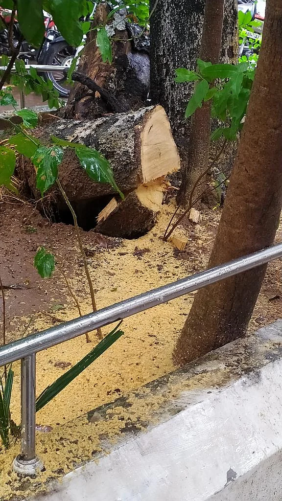 விழுந்த மரம்