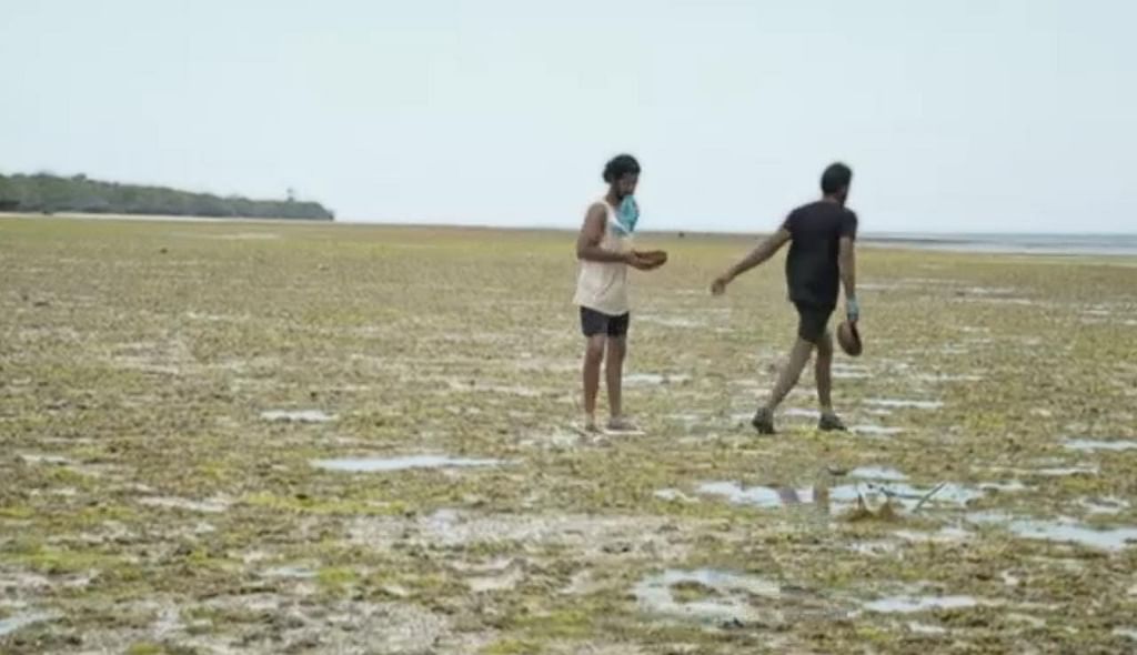சர்வைவர்