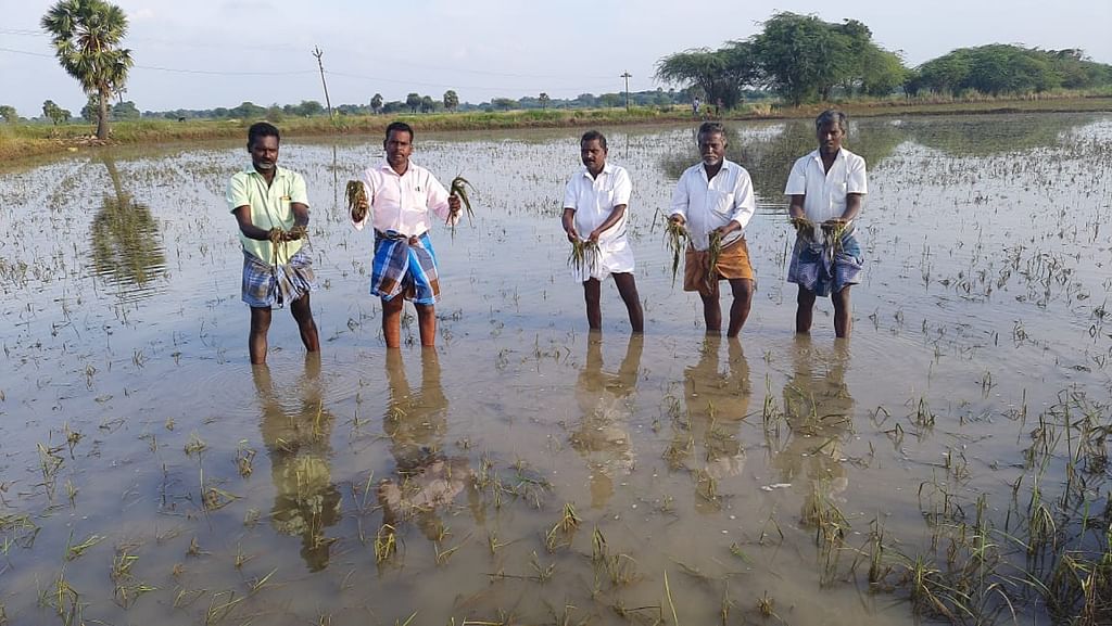 தற்போதைய மழைக்குப் பாதிக்கப்பட்ட நெல் வயல்