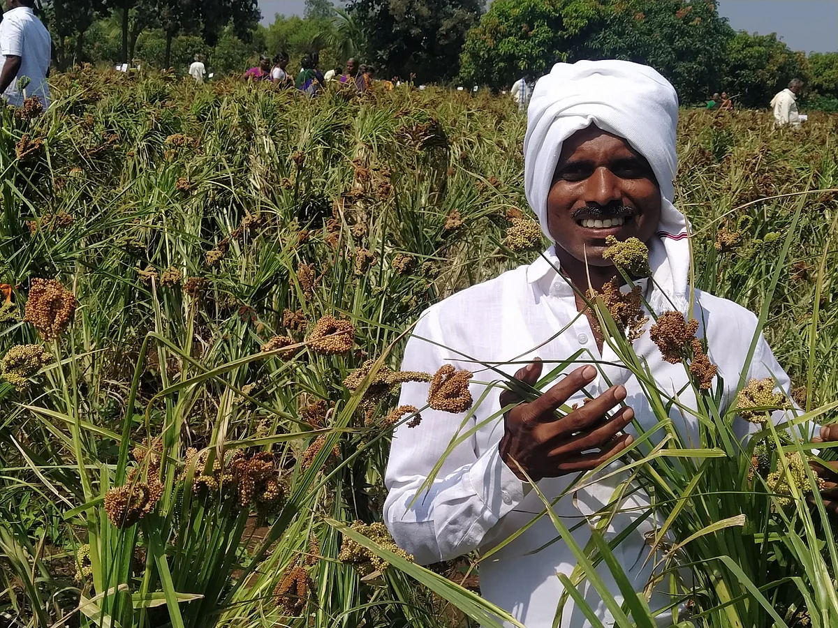 அரை ஏக்கரில் 72 கேழ்வரகு ரகங்கள்; கர்நாடகா விவசாயியின் அசத்தல் சாகுபடி!
