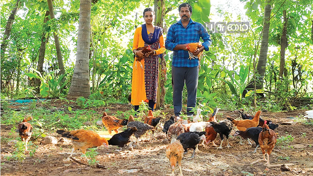 கோழிகளுடன் பிலிப்ஸ்-ஜெனிட்டா தம்பதி