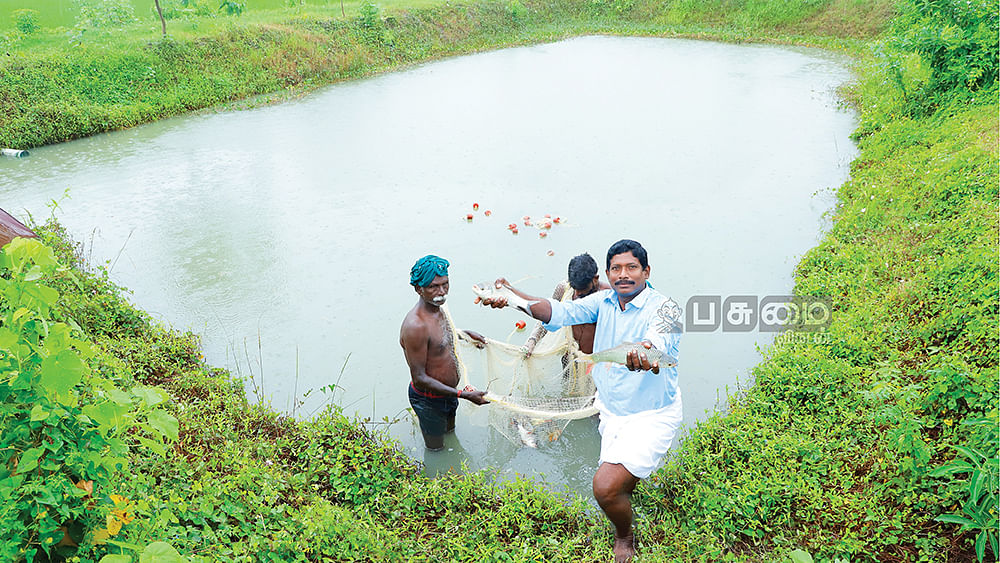 மீன் அறுவடையில் செந்தில்