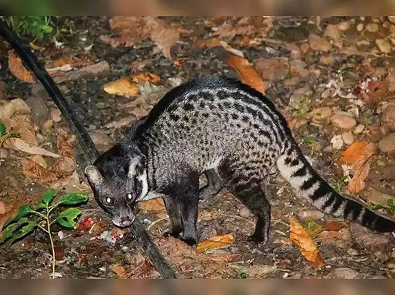 புனுகுப் பூனை