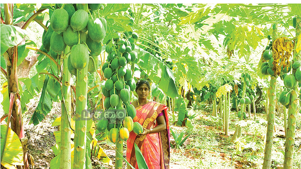 பப்பாளியுடன் பால்தங்கம்
