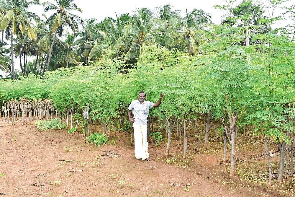 முருங்கைத் தோட்டத்தில் சுடலைமணி