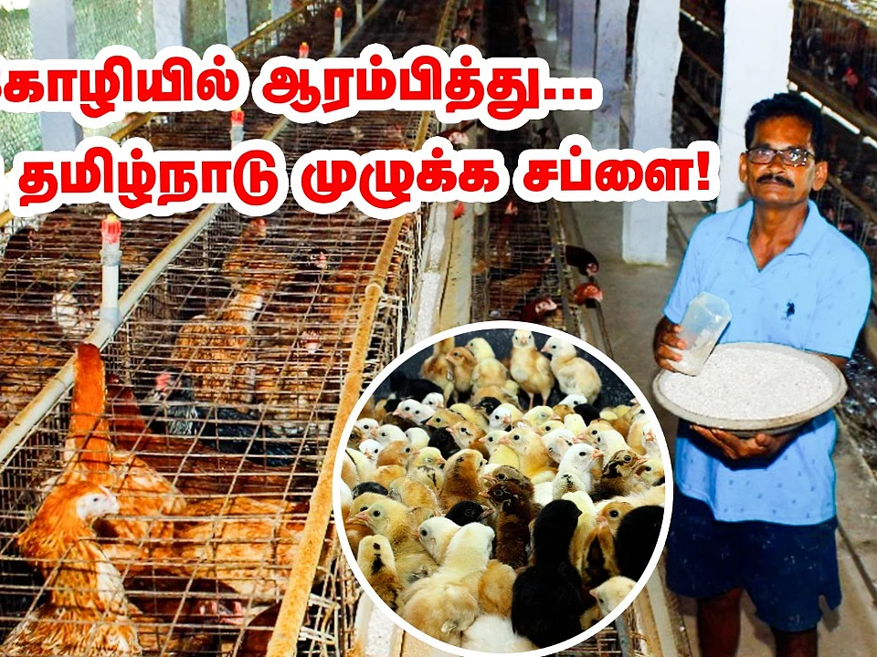 `2 கோழியில் ஆரம்பித்தேன்; இன்று தமிழ்நாடு முழுக்க சப்ளை!' - தங்கவேலின் சக்சஸ் ஃபார்முலா என்ன?