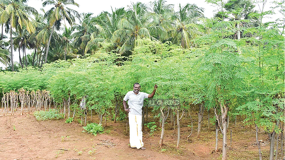 முருங்கைத் தோட்டத்தில் சுடலைமணி