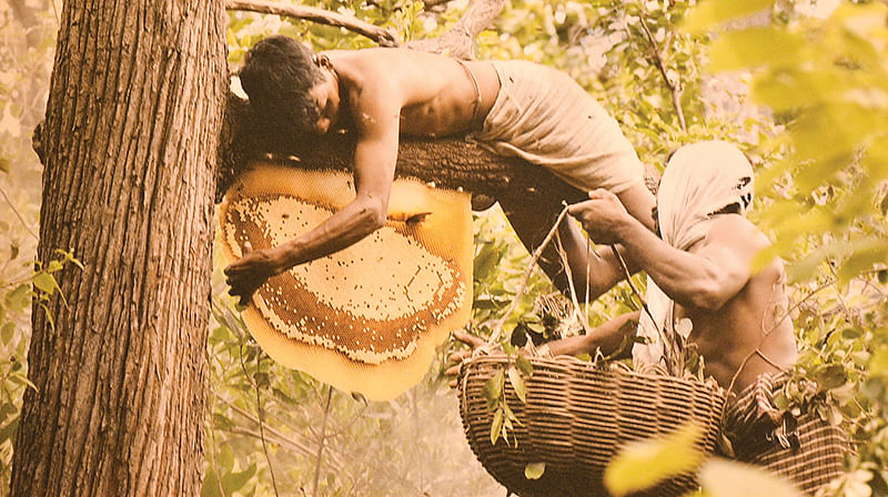 தேன் எடுத்தல்