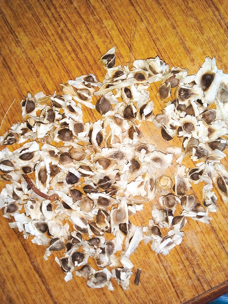 முருங்கை விதைகள்
