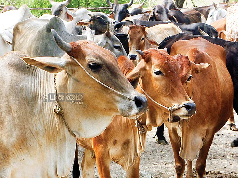 கால்நடைகளுக்கு பாலி கிளினிக் திறக்கப்படுமா? எதிர்பார்ப்பில் விவசாயிகள்...