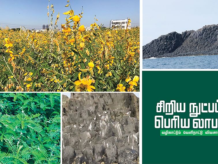 மண் வளத்தைக் பெருக்க சித்தகத்தியைப் பயிரிடும் தைவான்!