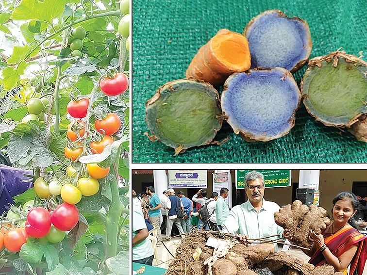 180 ரகங்கள்...
இந்தியா முழுவதும் விற்பனை
நாட்டு ரகங்களைப் பரவலாக்கும் சகஜா!