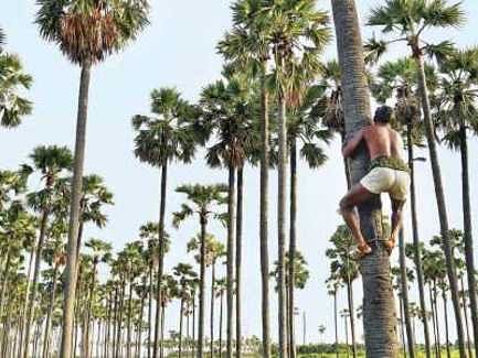 பிரதமர் மோடி பாராட்டிய தூத்துக்குடி தீவுகள்; பனை நடுதலில் சாதித்தது எப்படி?
