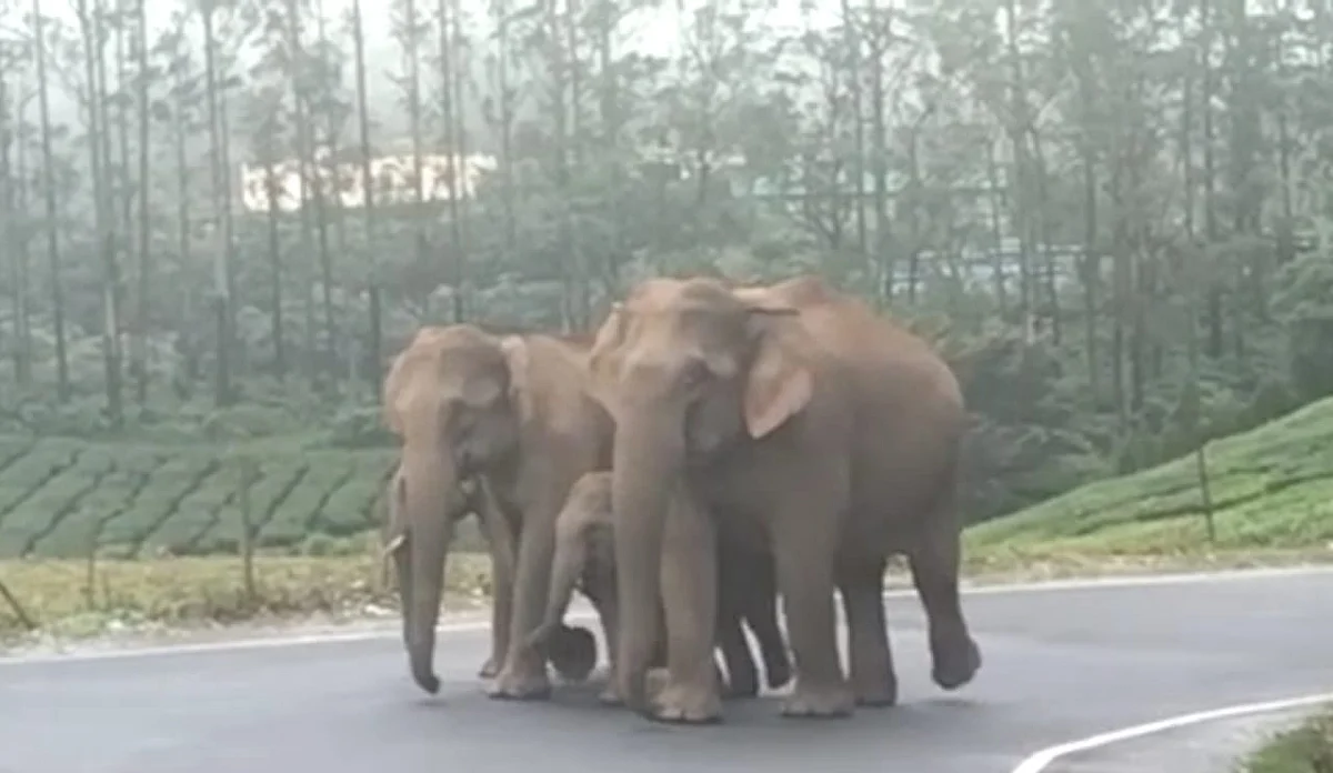 யானைகள்