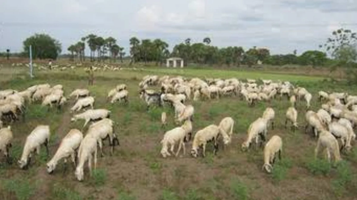 மேய்ச்சல் ஆடுகள்