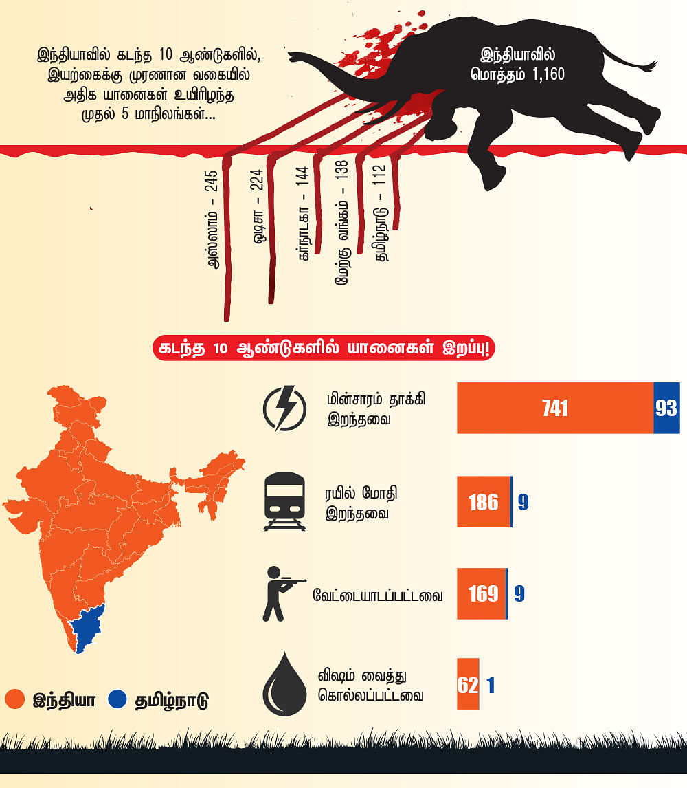 யானைகள் இறப்பு