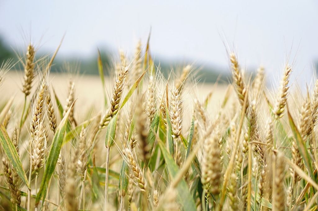 Agriculture (Representational Image)