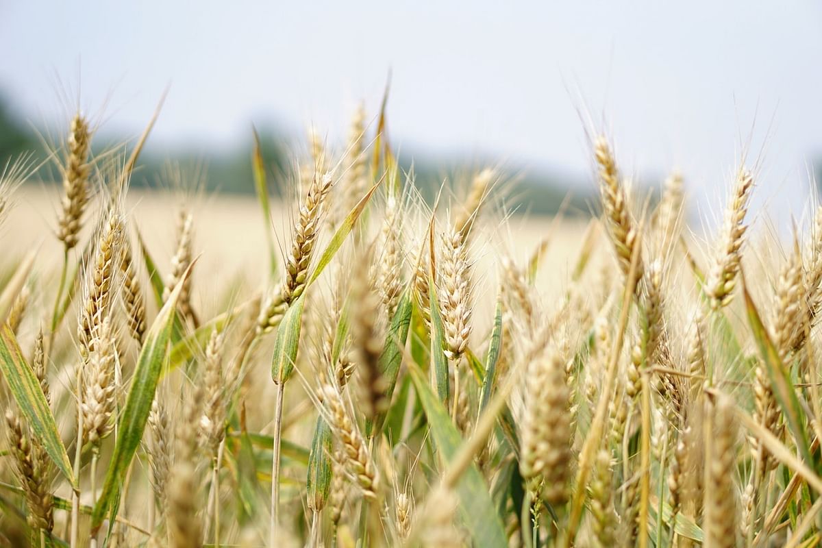 Agriculture (Representational Image)