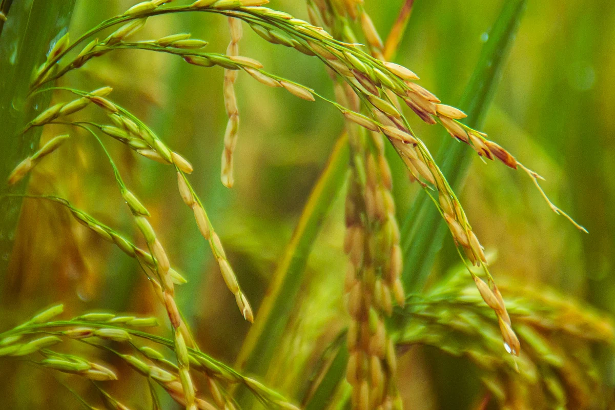Agriculture (Representational Image)