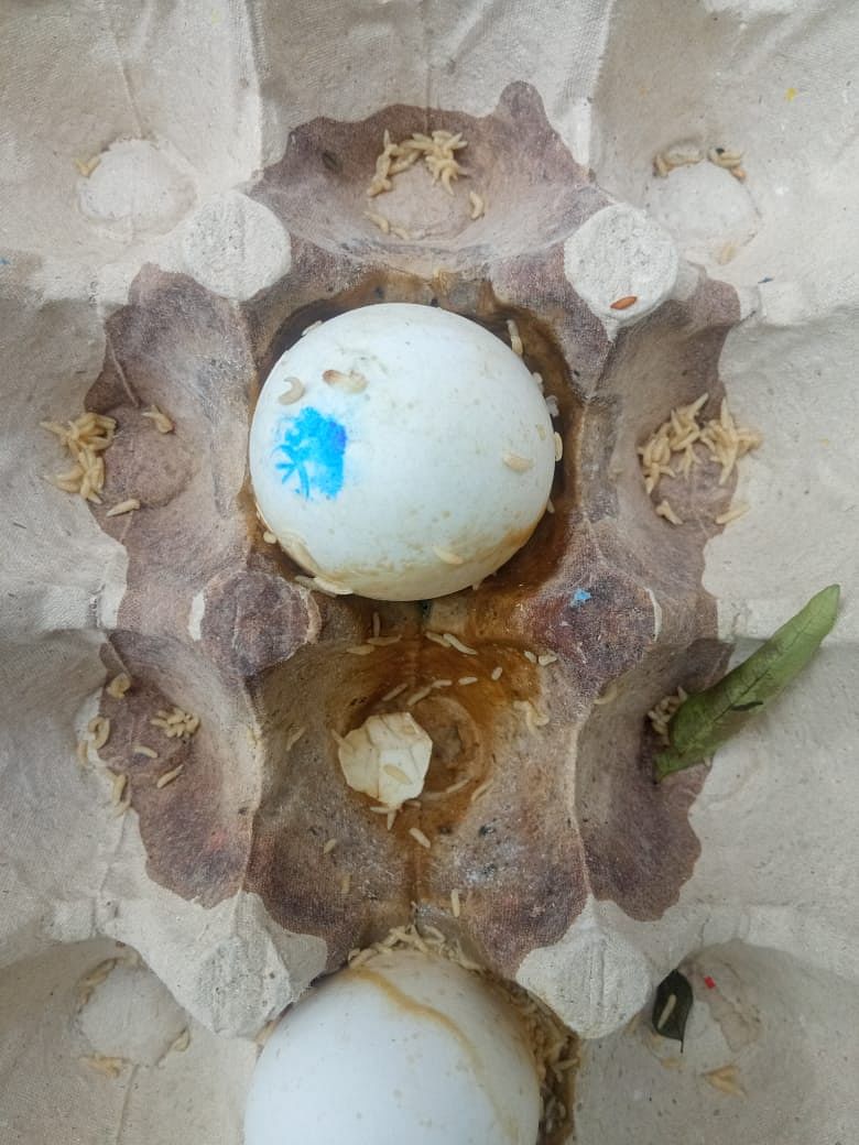 அழுகிய முட்டை