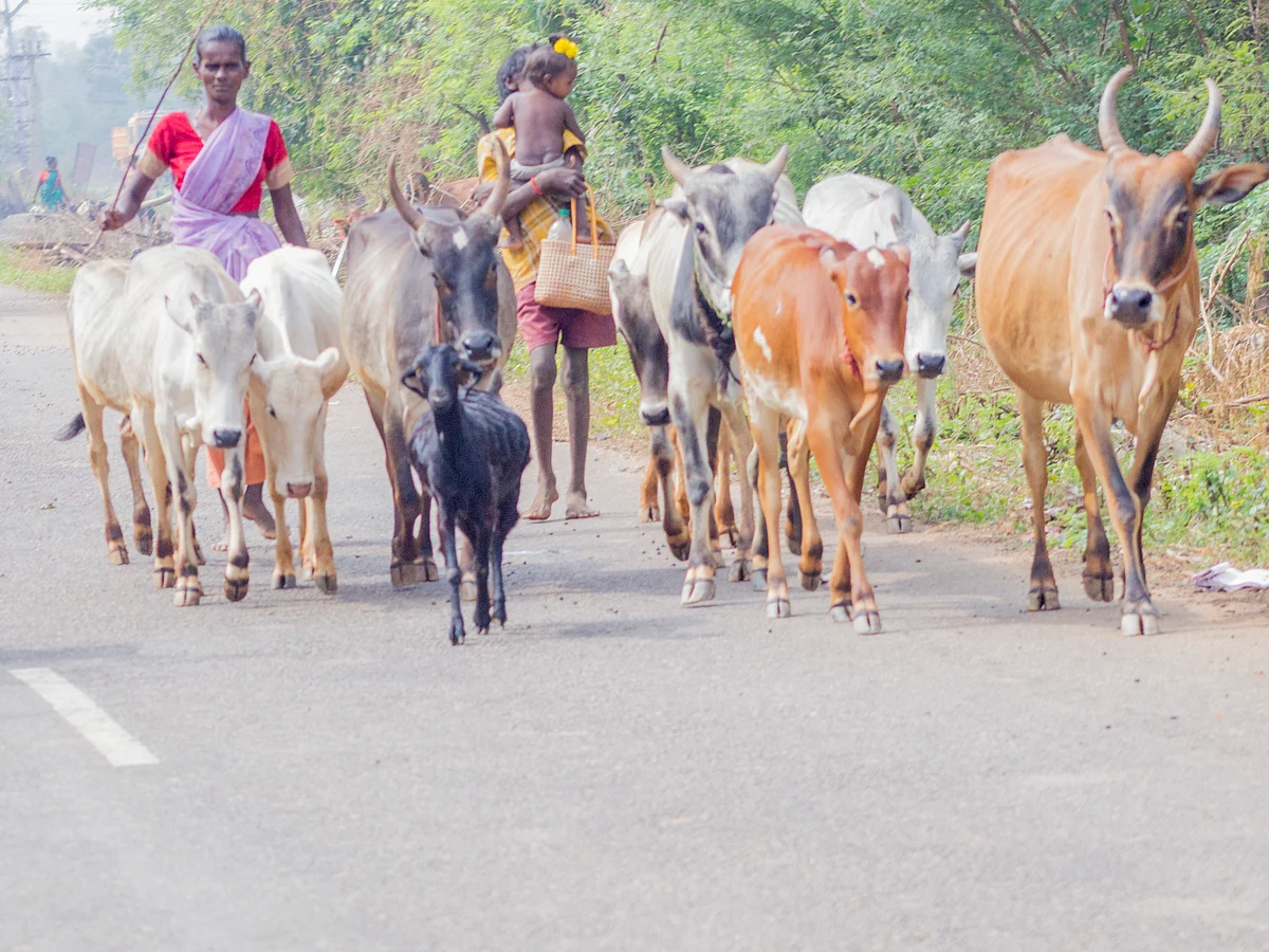 கோமாரி நோய் தடுப்பூசிக்கு கடும் தட்டுப்பாடு; அல்லல்படும் விவசாயிகள்; நடவடிக்கை எடுக்குமா அரசு?