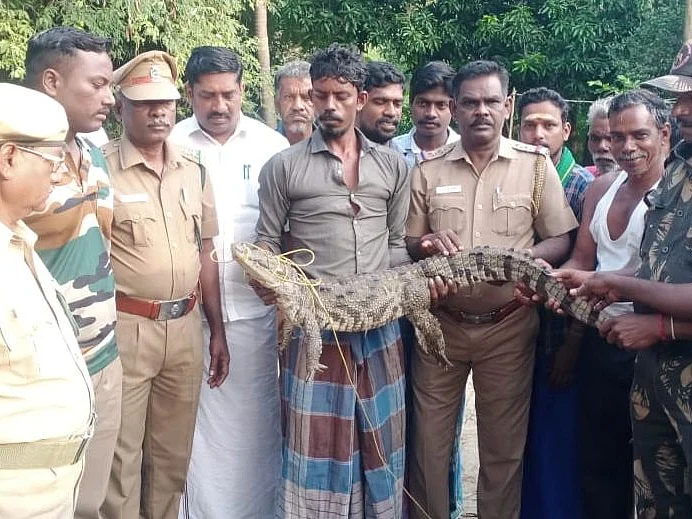 சீர்காழி: கிராம குளத்தில் முதலை; தூண்டில் போட்டுப் பிடித்த வனத்துறையினர்!