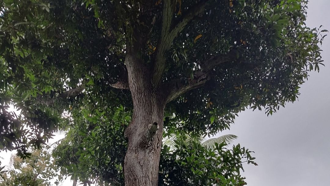 மா மரம்