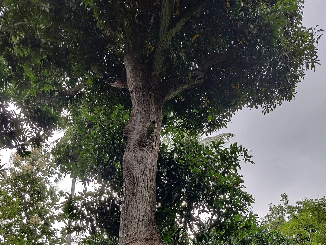 பூ உதிர்வது, காய்ப்புத் திறன் இல்லாமை; மா சாகுபடியில் வரும் பிரச்சனைகளைச் சரி செய்வது எப்படி?
