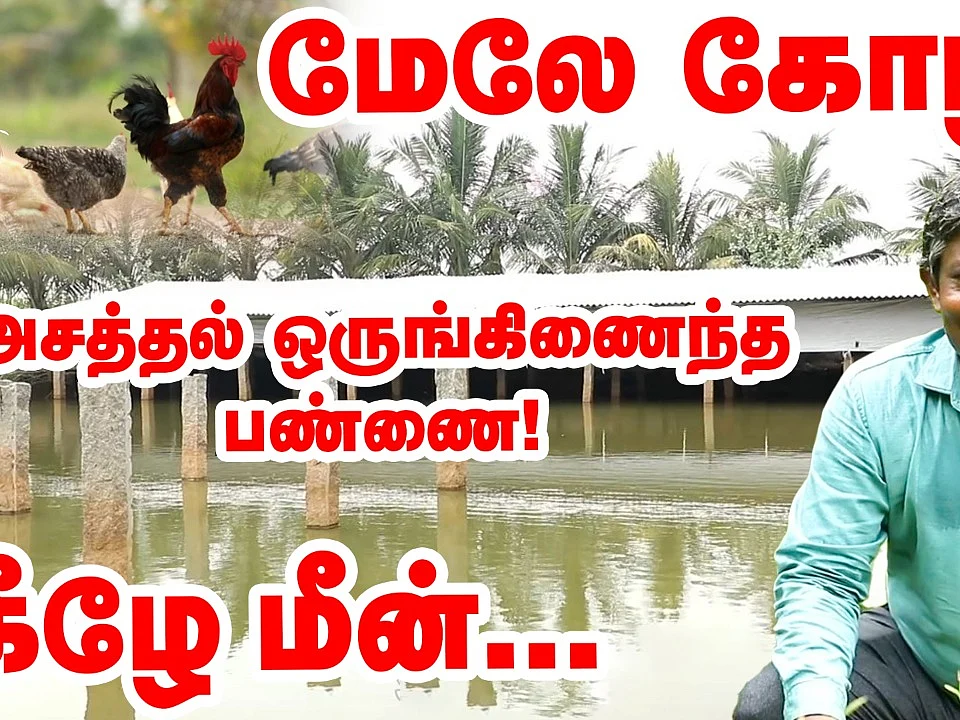 மேலே கோழி, கீழே மீன்; 10 ஏக்கரில் அசத்தலான ஒருங்கிணைந்த பண்ணை! | Pasumai Vikatan