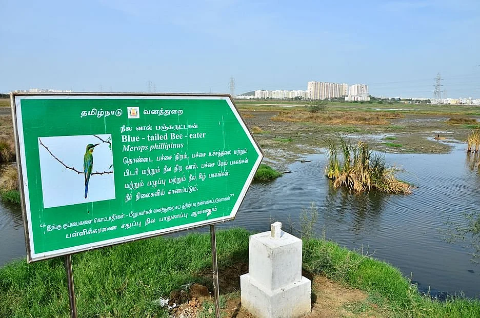 சதுப்பு நிலம்