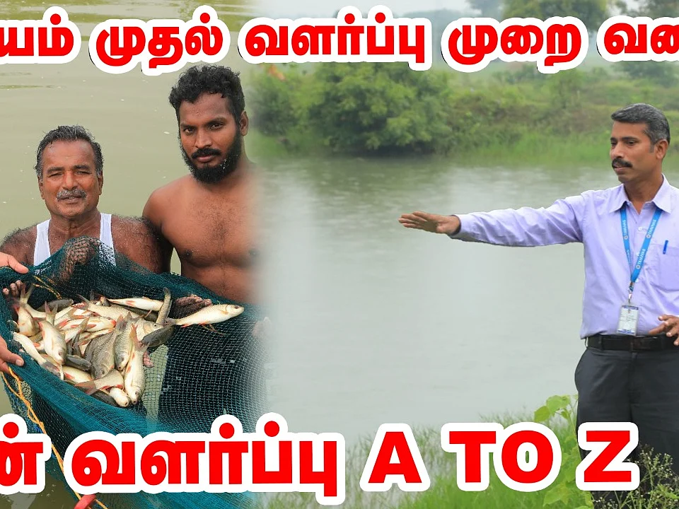 மீன் வளர்ப்பு A To Z தகவல்கள்! | Fish farming techniques | Pasumai Vikatan