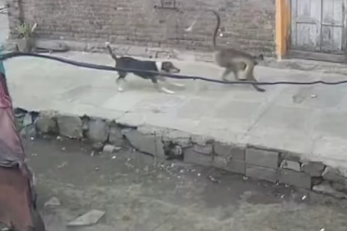 பழிவாங்கும் குரங்குகள்!