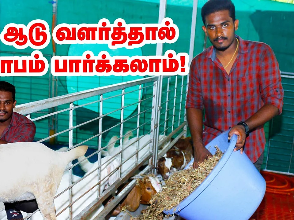 ``இப்படி ஆடு வளர்த்தால் அதிக லாபம் ஈட்டலாம்!" - வழிகாட்டும் இளைஞர்