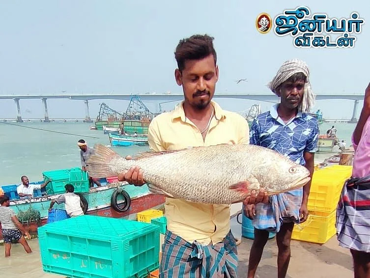 வலையில் சிக்கிய `லக்கி மீன்'; ஒரே நாளில் லட்சாதிபதி ஆன ராமேஸ்வரம் மீனவர்!