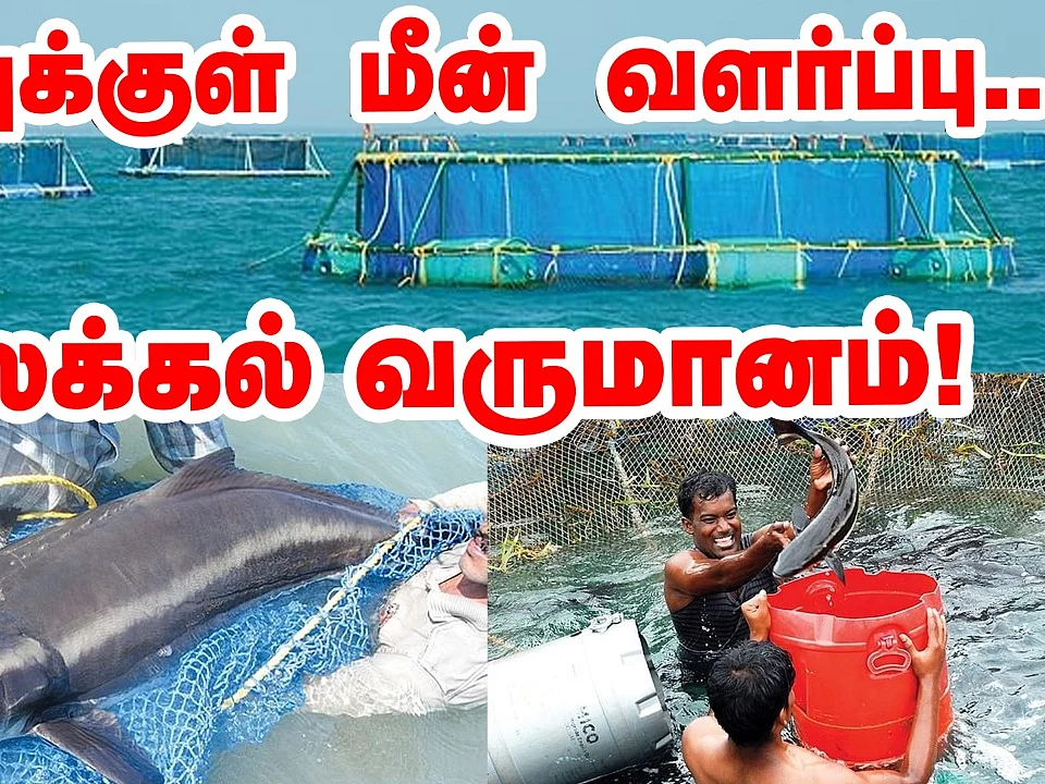 கடலுக்குள் மீன் வளர்ப்பு; கலக்கும் ராமநாதபுரம் மீனவர்கள்! | Cage fish farming | Pasumai Vikatan