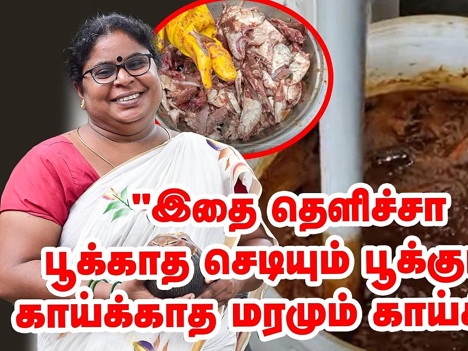 காய்க்காத மரங்களையும் காய்க்க வைக்கும் மீன் அமிலம்! | How to make fish fertilizer?