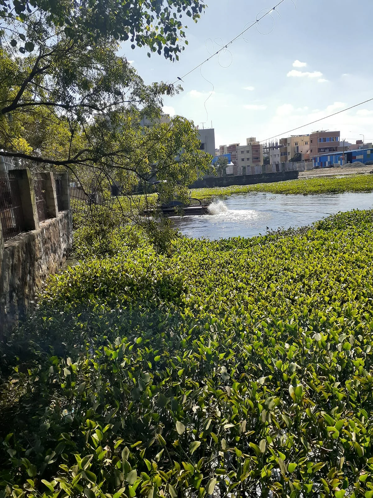 நீர் நிலையில் ஆகாயத் தாமரை