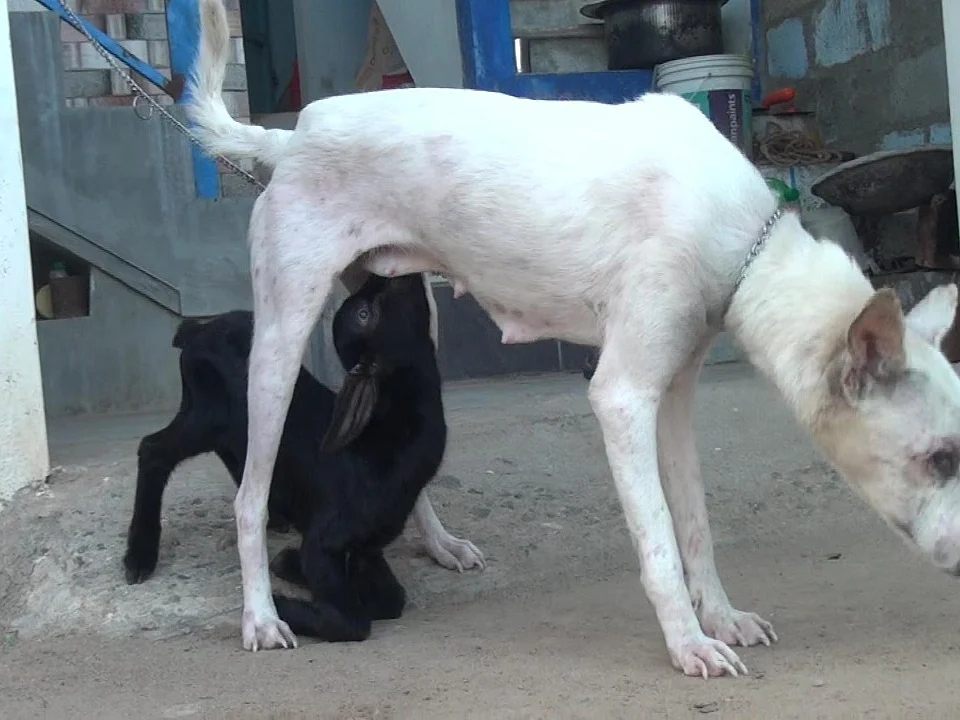 தாயைப் பிரிந்த ஆட்டுக்குட்டி; தாயுள்ளத்துடன் பாலூட்டும் நாய்; நெகிழ வைத்த சம்பவம்!