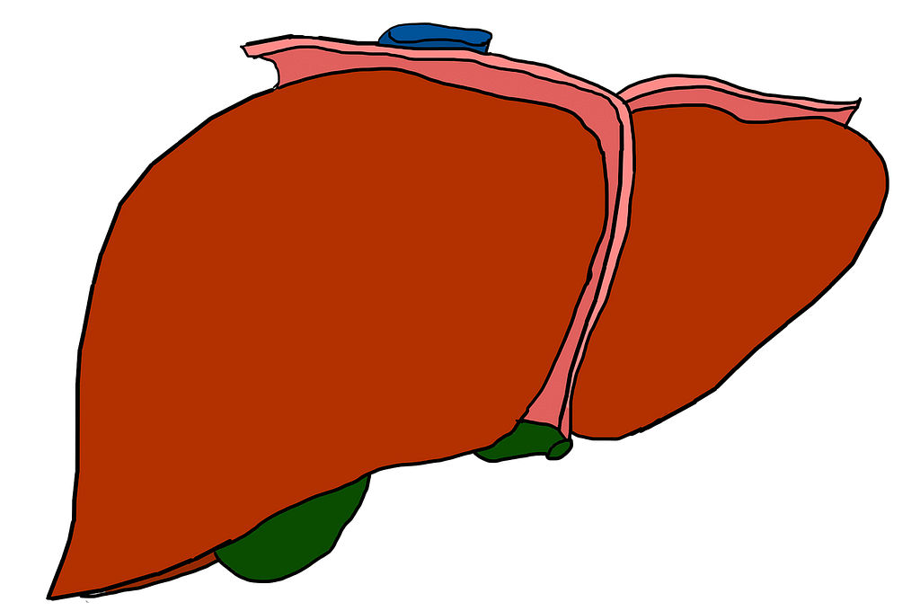 Gall Bladder (Representational Image)