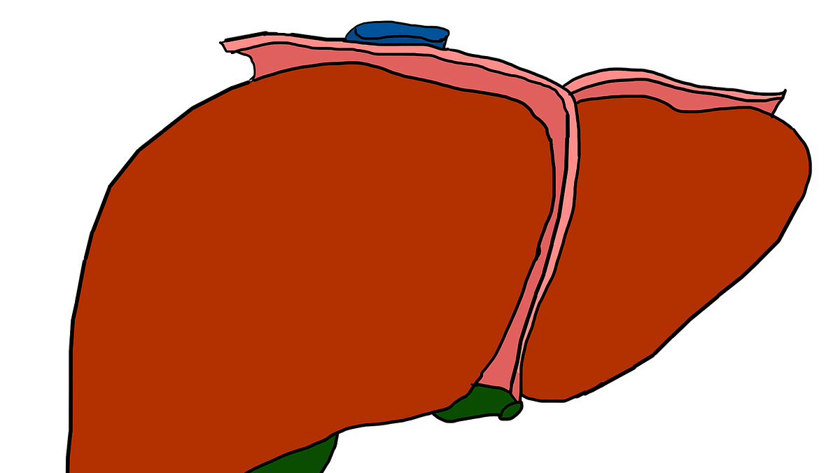 Gall Bladder (Representational Image)