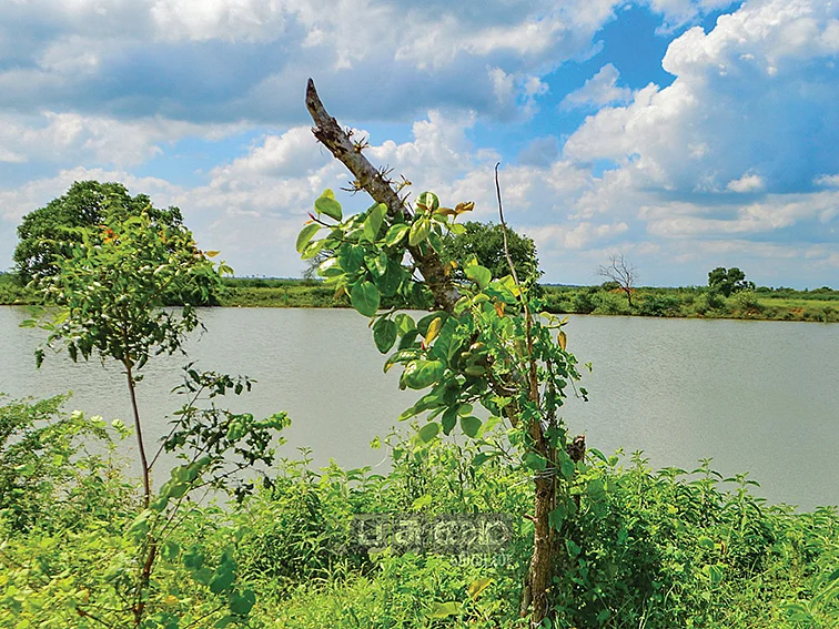 பாறையிலும் மரங்கள், மூலிகைகள்!
விருட்சங்களை உருவாக்கும்
விதை இயக்கம்!