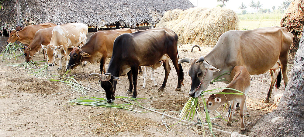 மாடுகள்