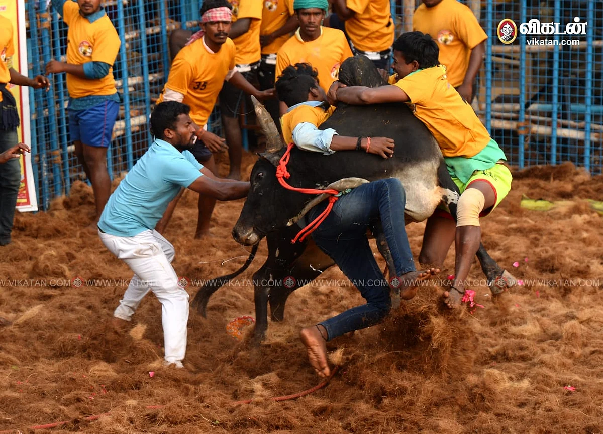 ஜல்லிக்கட்டு