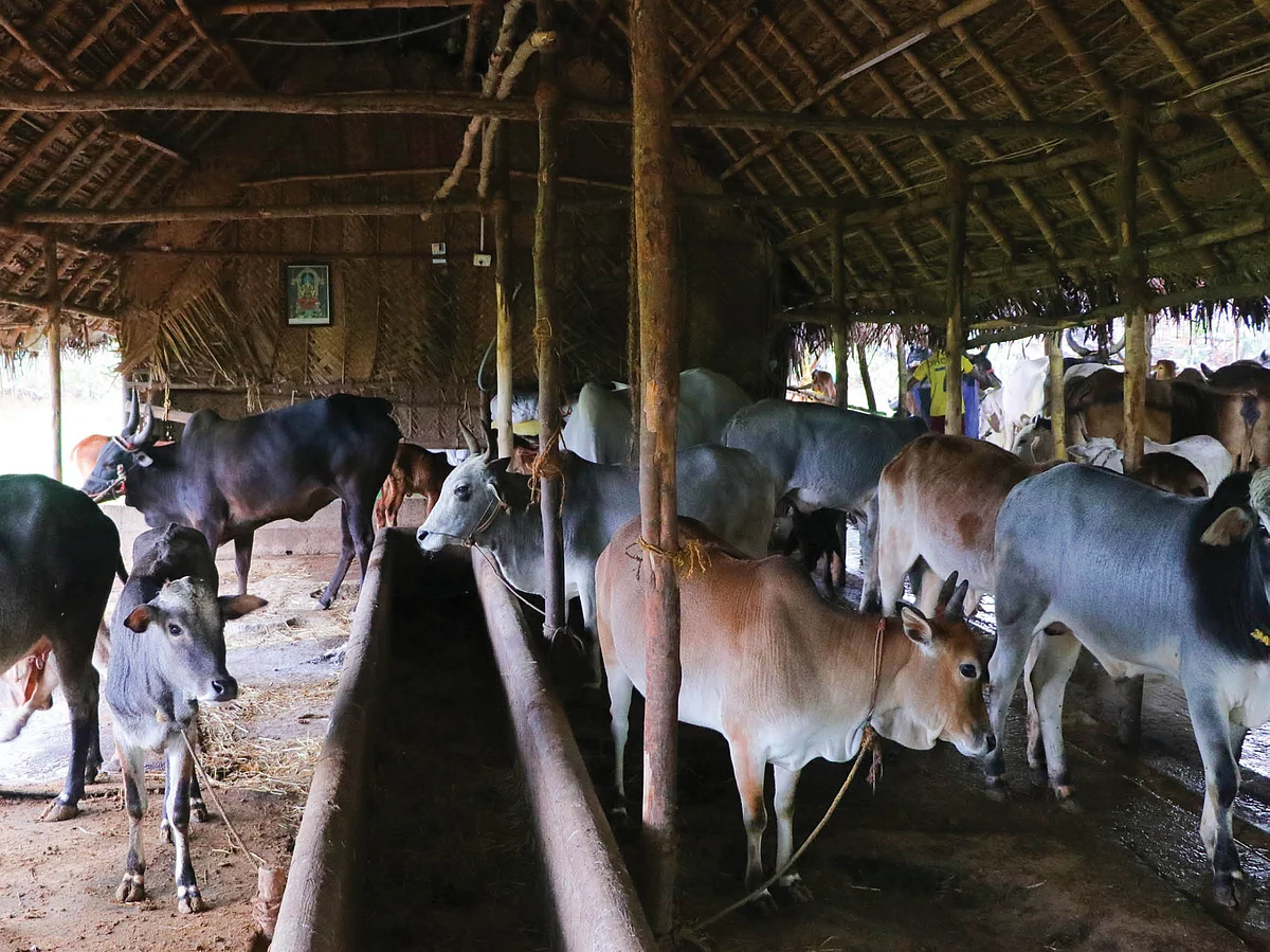 நாட்டு மாடுகளைக் காக்க நகரத்தில் ஒரு பண்ணை!